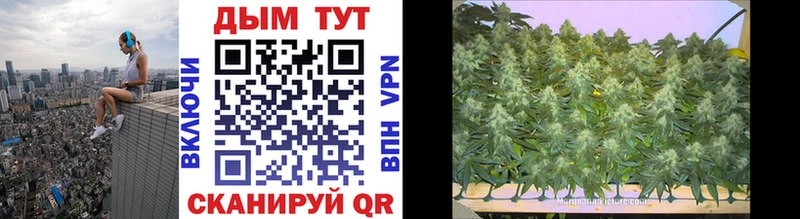 Бошки Шишки THC 21%  Купить закладки  Алдан 